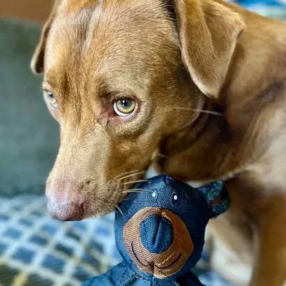 Juguete Indestructible para Perros